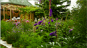 Delphiniums